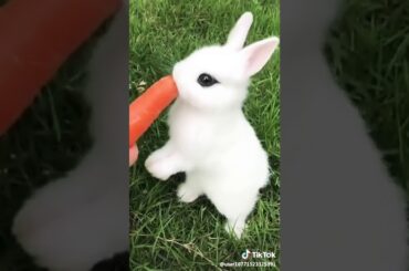 Cute rabbits 🐇