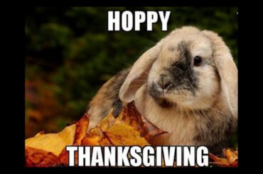 Really Cute Bunnies at Animal Shelter