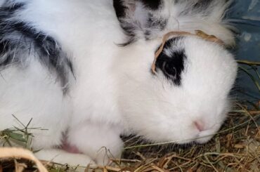 Mummy Rabbit cares for baby just like human