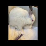 bunny feeding her baby ❤️