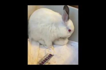 bunny feeding her baby ❤️