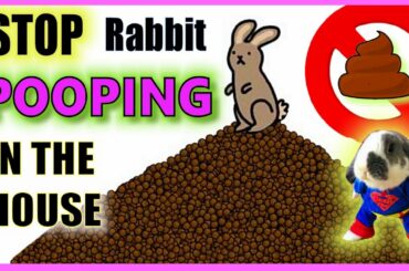 How do I stop my rabbit pooping everywhere? | Rabbit Litter Training