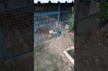 Cute Rabbit Digging a Hole