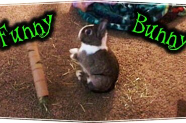 Cute Bun Keeps Falling On Her Bum!