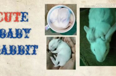 Cute baby rabbit