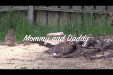 Baby Bunny with Mom, Dad and older sibling