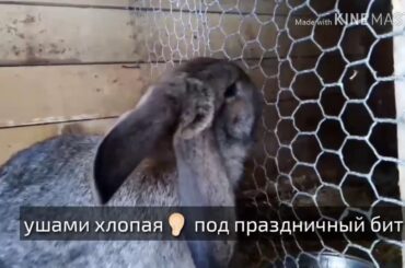 MV Bunny🐇-  Тусовка зайцев🐰(ч.о)