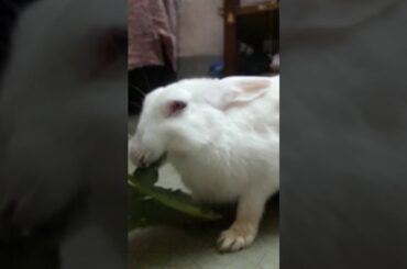 My cute bunny