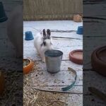 Rabbit vs Pot