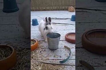 Rabbit vs Pot