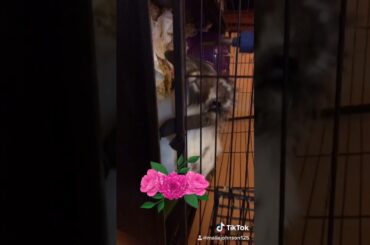My pet bunny