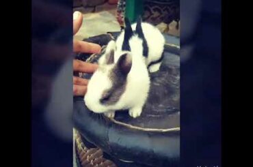 15day old rabbit 🐇🐇🐇🐇baby 👶😘