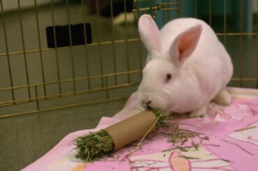 Funny Bunny Video   Rabbits Gone Wild 720p