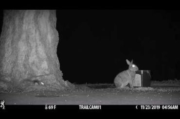 Flying Squirrel and Bunny