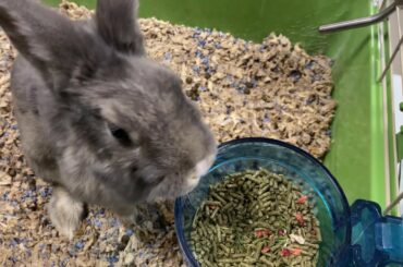 How Rabbits Eat Food