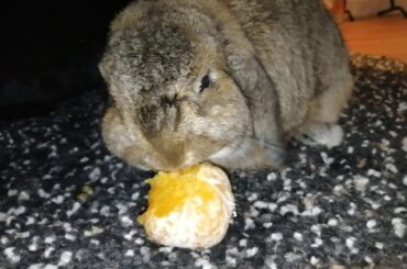 Cute bunny eating an orange 🍊