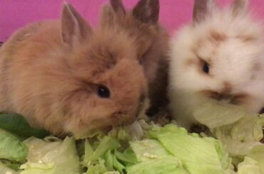 Three cute bunnies eat lettuce together