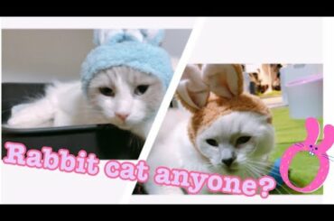 CAT becomes a Bunny?!【Ragdoll cats】【adorable cute animals】