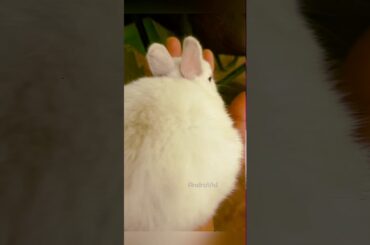 Rabbit funny moments cute rabbits thing funny(full)