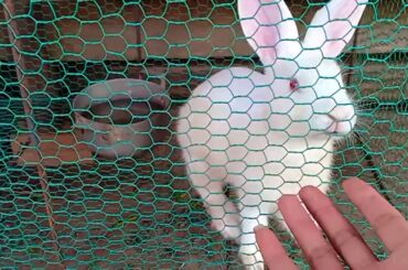 [Rabbits] Cute nas😍😍😍