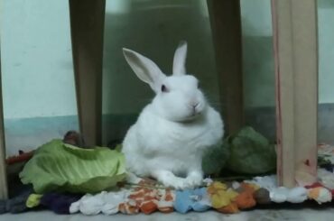 My cute rabbit eating her favourite grass