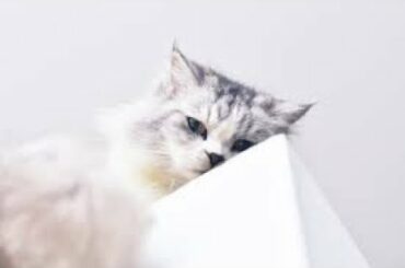 TOP 5 CUTEST ANIMALS