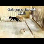 Cute puppies 🐶 play with rabbits🐰