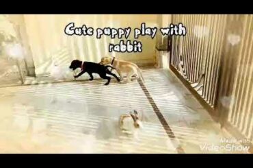 Cute puppies 🐶 play with rabbits🐰