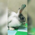 Hungry Rabbit 🐇😋