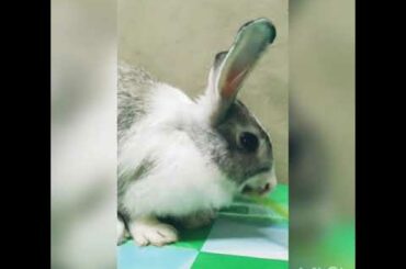 Hungry Rabbit 🐇😋