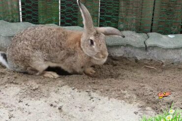 땅을 파는 토끼🐇 귀여운 토끼들! Cute Rabbits!
