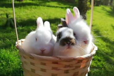 Conejitos en la yerba con mamá, Cute Bunnies go to the park 🐰🐰🐰🏞️