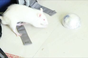 Cute Mouse Videos - New Funny Mice Compilation 2019 - Cute Animals Video - Pets Life