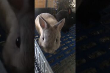 So cute bunnies