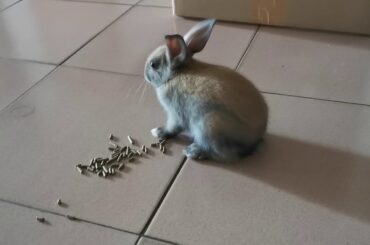 Baby rabbit eating