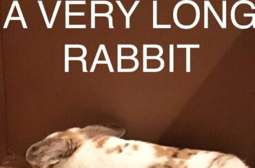 A Very Long Rabbit.