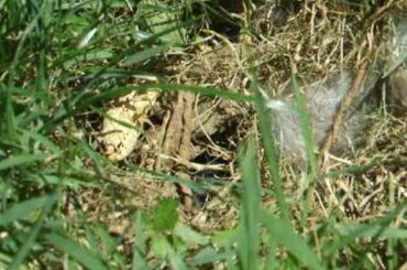 bunny babies ready to leave the nest to see what is next
