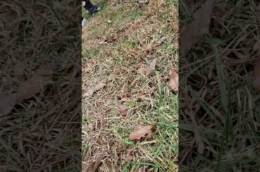 A rabbit🐇🐇🐇🐇🐇🐇