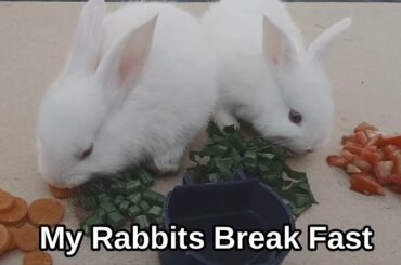 My Cute Baby Rabbits Break Fast | PATAS NEWS
