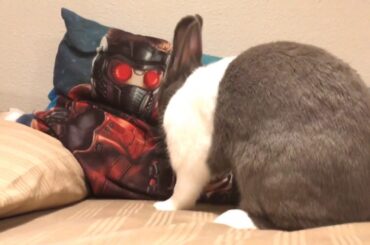 Cute bunny
