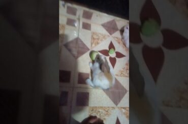 Cutest rabbits in my house