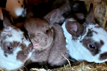 Raising Meat Rabbits & Saying Goodbye