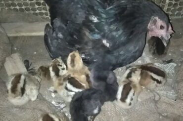 Mother Hen Protecting Baby Chick l hen take care cute baby chicken l maman poule l around bd