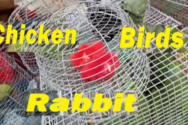 parrot, chicken, rabbit , birds , colorful bird , colored chicken