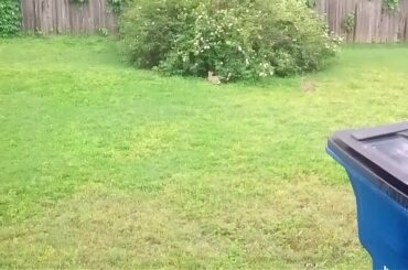Bunny rabbits chasing each other in the backyard