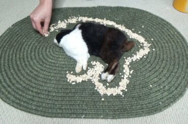 Waking A Sleeping Rabbit By Surrounding Him With Oats