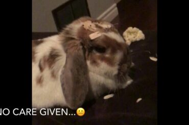 Rabbit Doesn’t Care About Anything.