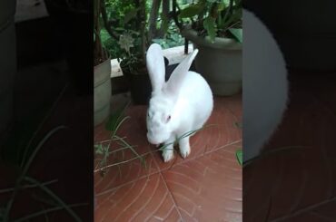 Cute white rabbit