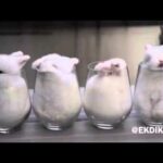 Fluffy White Rabbits in Glass Cups [Cutest Thing Ever]