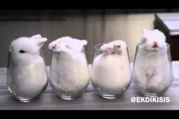 Fluffy White Rabbits in Glass Cups [Cutest Thing Ever]